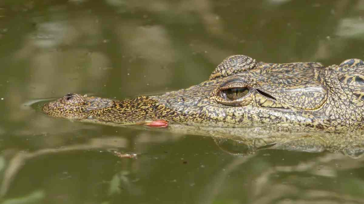 Capturan a Fugaz, el cocodrilo de la Laguna de San Baltazar en Puebla; ¿a dónde lo llevarán?