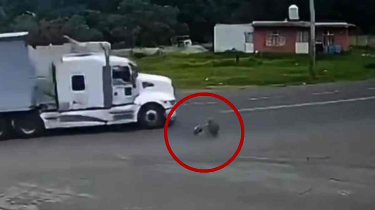 VIDEO: Tráiler arrolla a peatón en la carretera Chignahuapan-Tlaxco; se desconoce su estado de salud