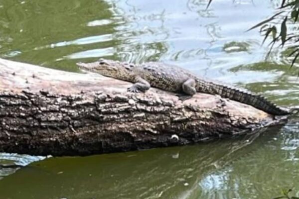 Cierran zona de la Laguna de San Baltazar por “Fugaz”, el cocodrilo bebé que sigue sin ser capturado