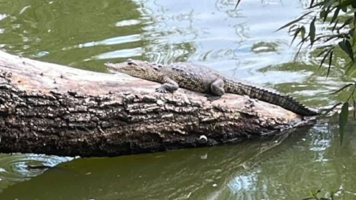 Cierran zona de la Laguna de San Baltazar por “Fugaz”, el cocodrilo bebé que sigue sin ser capturado