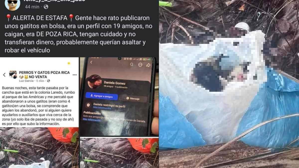 Alertan por falsa petición para rescatar gatitos en Puebla; temen que fuera un gancho para robar autos