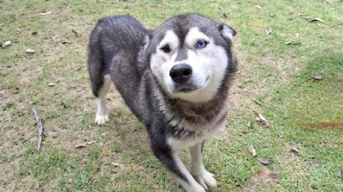 Rescatan a perrita presuntamente maltratada en Puebla: estaba encadenada en una azotea