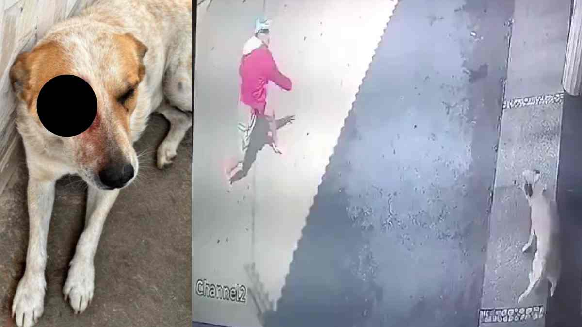 Sujeto apedrea a un perrito que descansaba afuera de una casa en Puebla; vecinos buscan al responsable