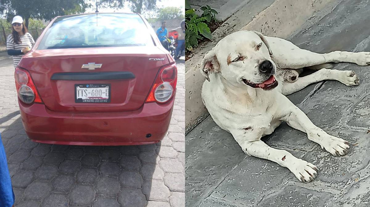 Atropellan a un perrito en Tehuacán y denuncian que la conductora no regresó a auxiliarlo; buscan conocer su paradero