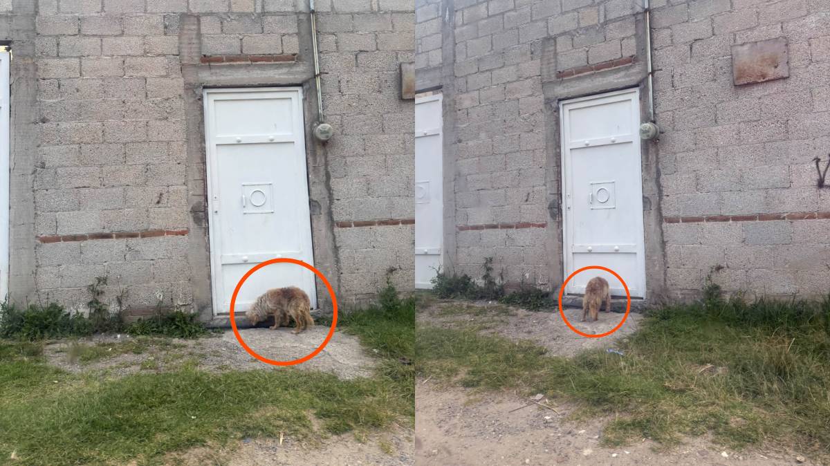¡Perrito pierde un ojo y vecinos denuncian abandono en Puebla! Piden rescate urgente en Jardines de San José