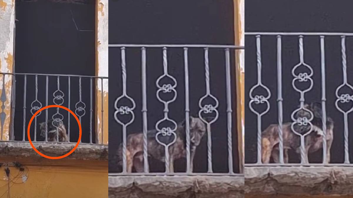 ¡Perrito en abandono y en riesgo de caer de un barandal en Puebla! Denuncian maltrato en el Barrio de la Luz