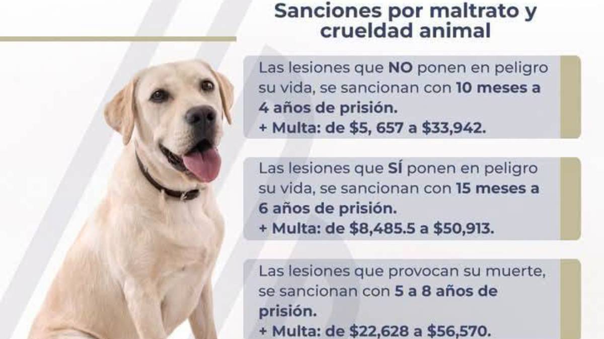 Alerta en Bosques de Manzanilla, Puebla: denuncian presunto envenenamiento de perros y buscan a los responsables