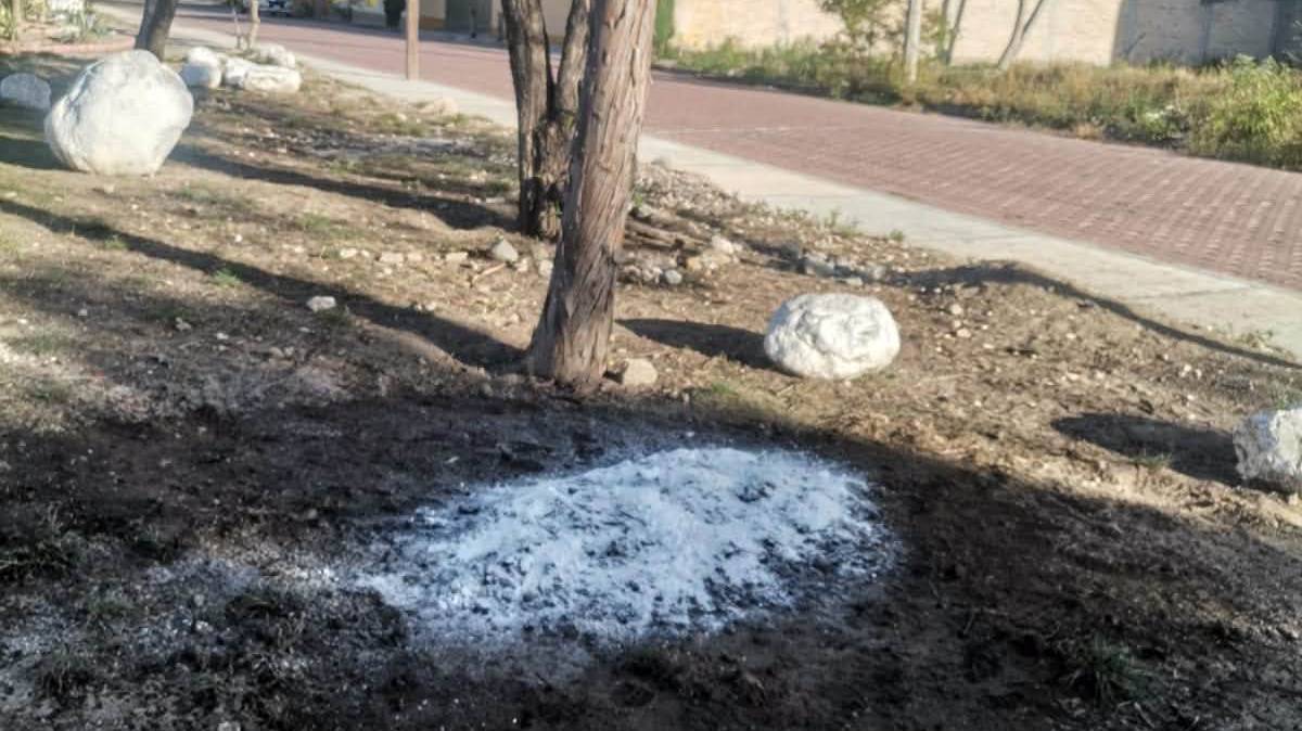 Mueren cuatro perros comunitarios y reportan aves sin vida en Tehuacán; investigan posible envenenamiento