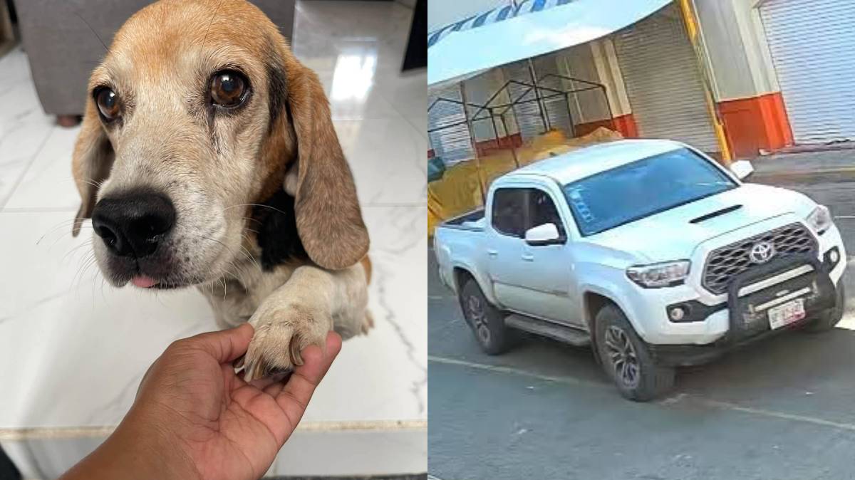 Buscan a responsable de atropellar y matar a Toby, perrito comunitario en Ajalpan; ofrecen recompensa